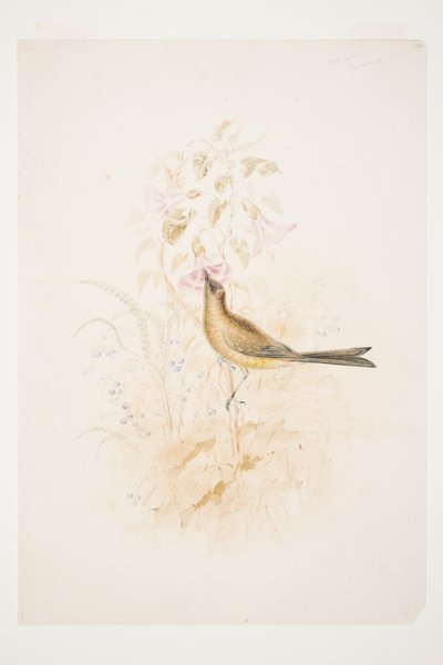 Korimako Mahurangi New Zealand by Charles Heaphy